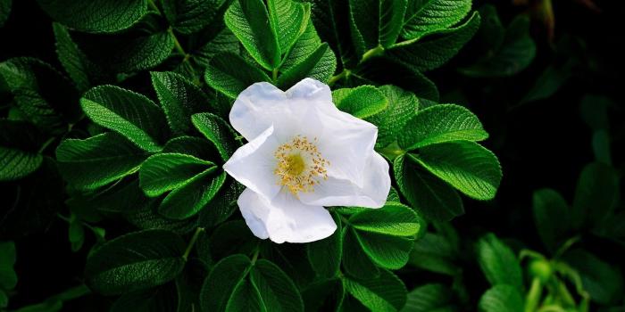 1920x1200 white flowers wallpaper – Homes Tips