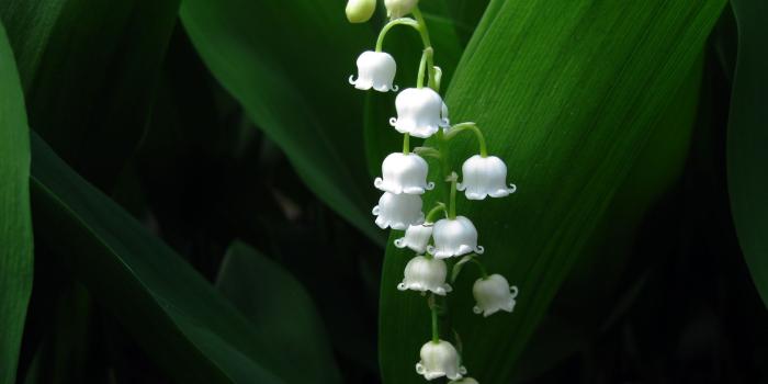 1920x1200 Small White Flowers - Lily Of The Valley Phone (#846203) - HD