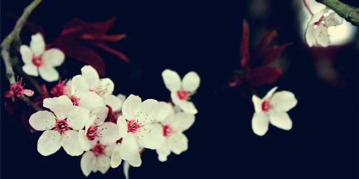 1920x1200 Spring white flowers HD Wallpaper