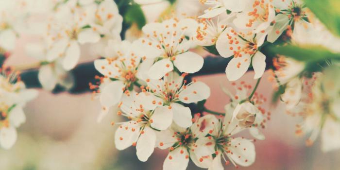 2560x1600 White Flower HD Wallpapers