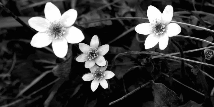 1024x768 Free Pc Black White Flower Hd Wallpapers Download