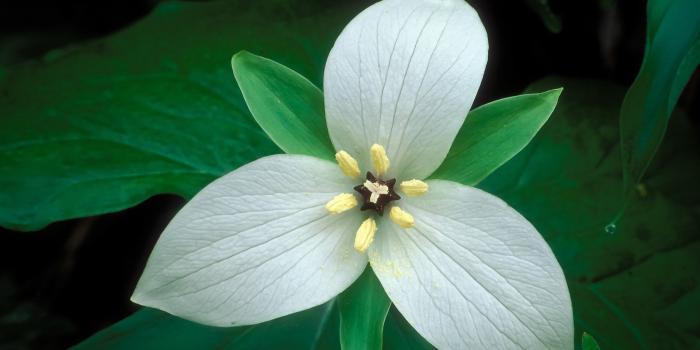 1920x1080 tennessee-trillium-white-flowers-HD-Wallpapers – Ingersoll District