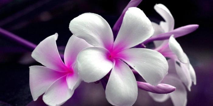 1920x1080 Plumeria Flower Wallpapers 1920x1080 (20) - WallpapersTalk