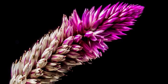 3419x2570 Free photo: Purple White Flower - Pink, Plant, HD wallpaper - Free