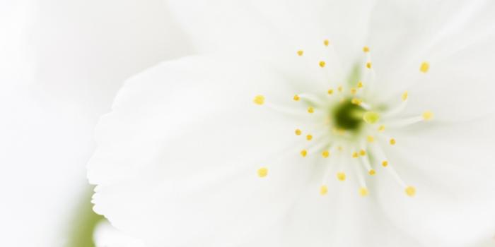 1920x1080 58+ Pure White Wallpapers on WallpaperPlay