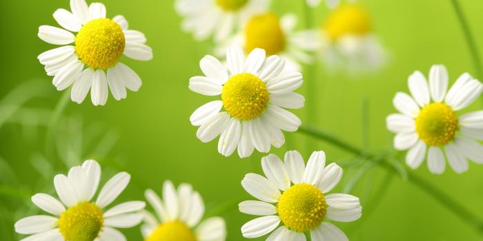 1920x1080 131402 #Chamomile, #White flowers | Flowers wallpapers and
