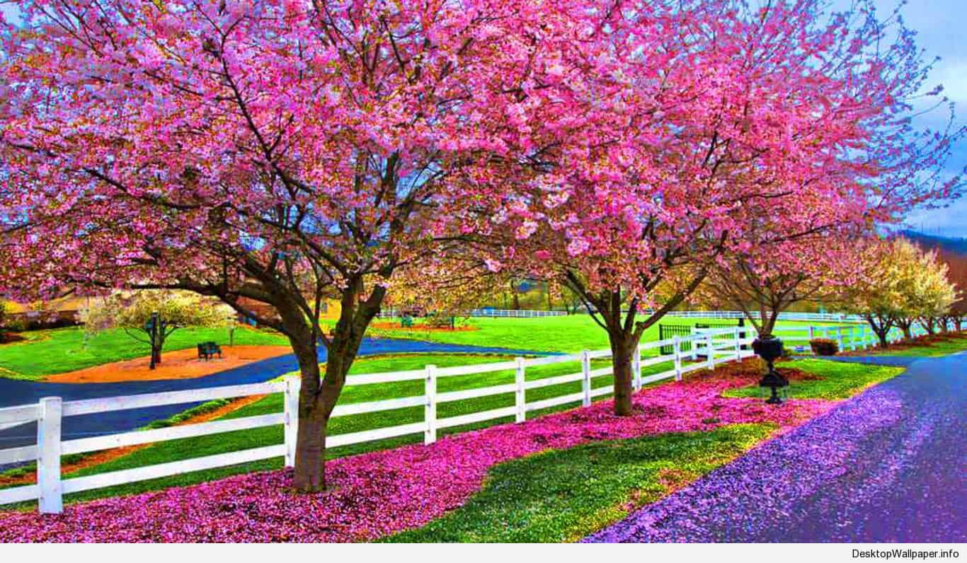 1366x796 70+ Beautiful Spring Desktop Wallpapers - Download at WallpaperBro