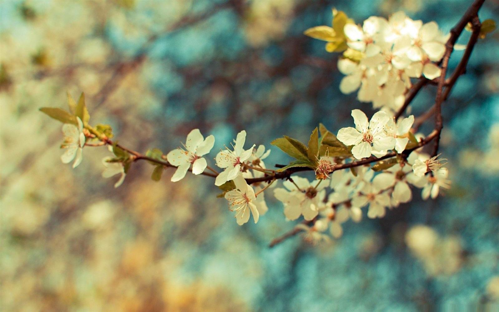 1920x1200 Beautiful Spring Desktop Wallpaper (60+ images)