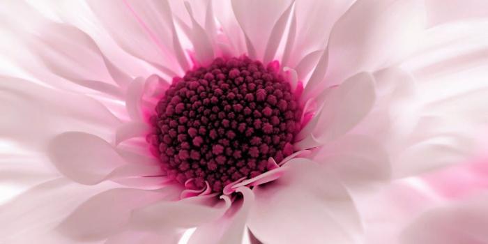 1024x768 Beautiful White Flower Latest Unique Hd Wallpapers