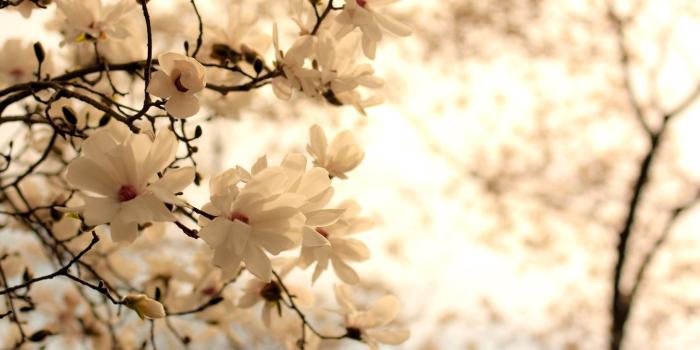 2560x1600 65+ White Flowers Wallpapers - Download at WallpaperBro