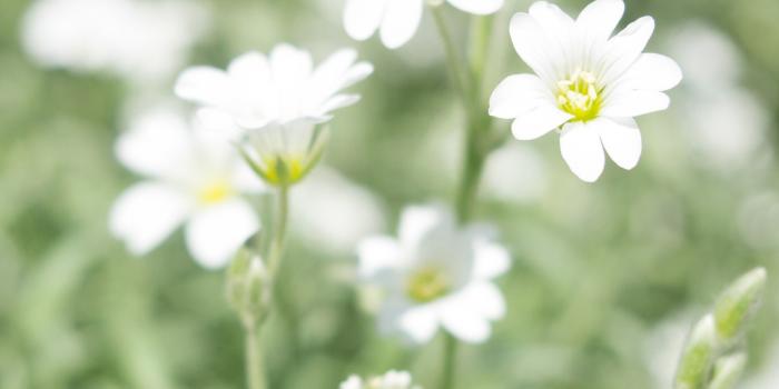 3840x2160 white flowers hd wallpapers - Freshwidewallpapers.com • 4K 5k 8k HD