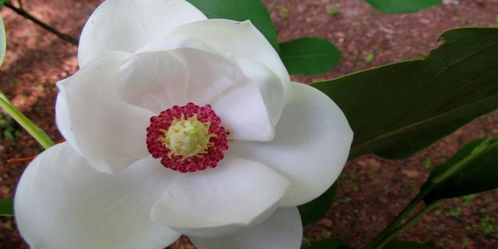 1920x1080 Magnolia White Flower Hd Wallpaper : Wallpapers13.com