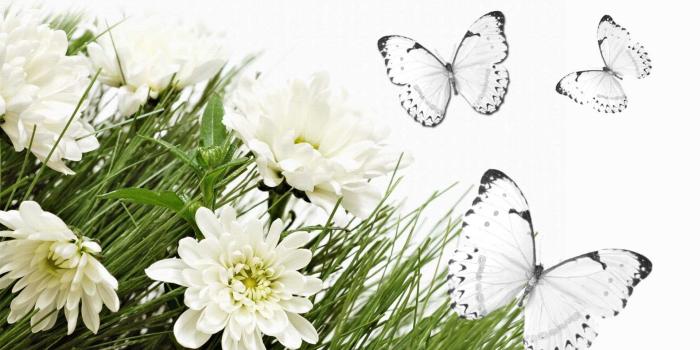 1920x1080 WallpaperMISC - White Flowers HD Wallpapers Free TOP High Quality
