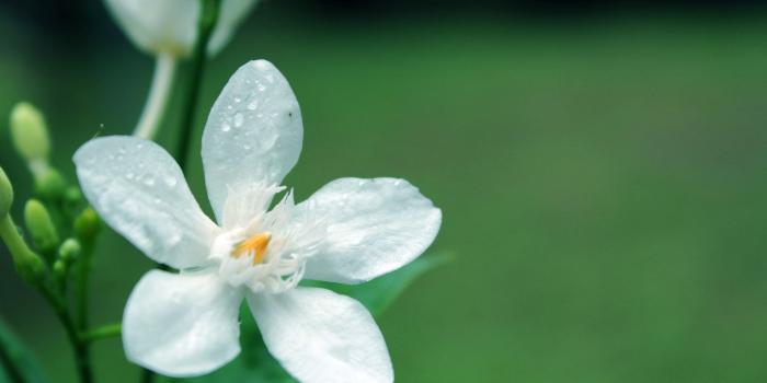 1920x1280 White flowers Free HD Wallpapers Images Backgrounds