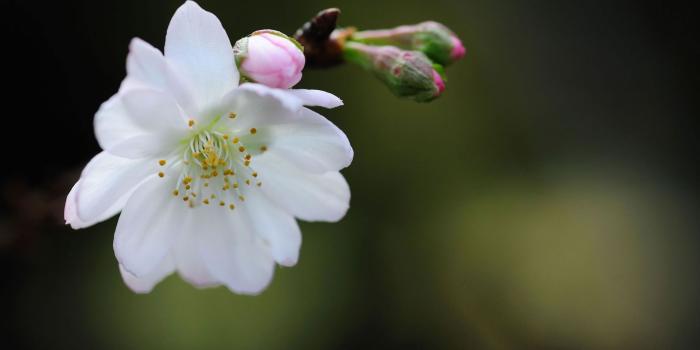 1920x1080 White Flower HD Wallpapers – Homes Tips