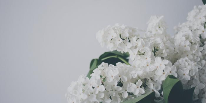 3840x2160 White hydrangea flower, leaves, white flowers HD wallpaper