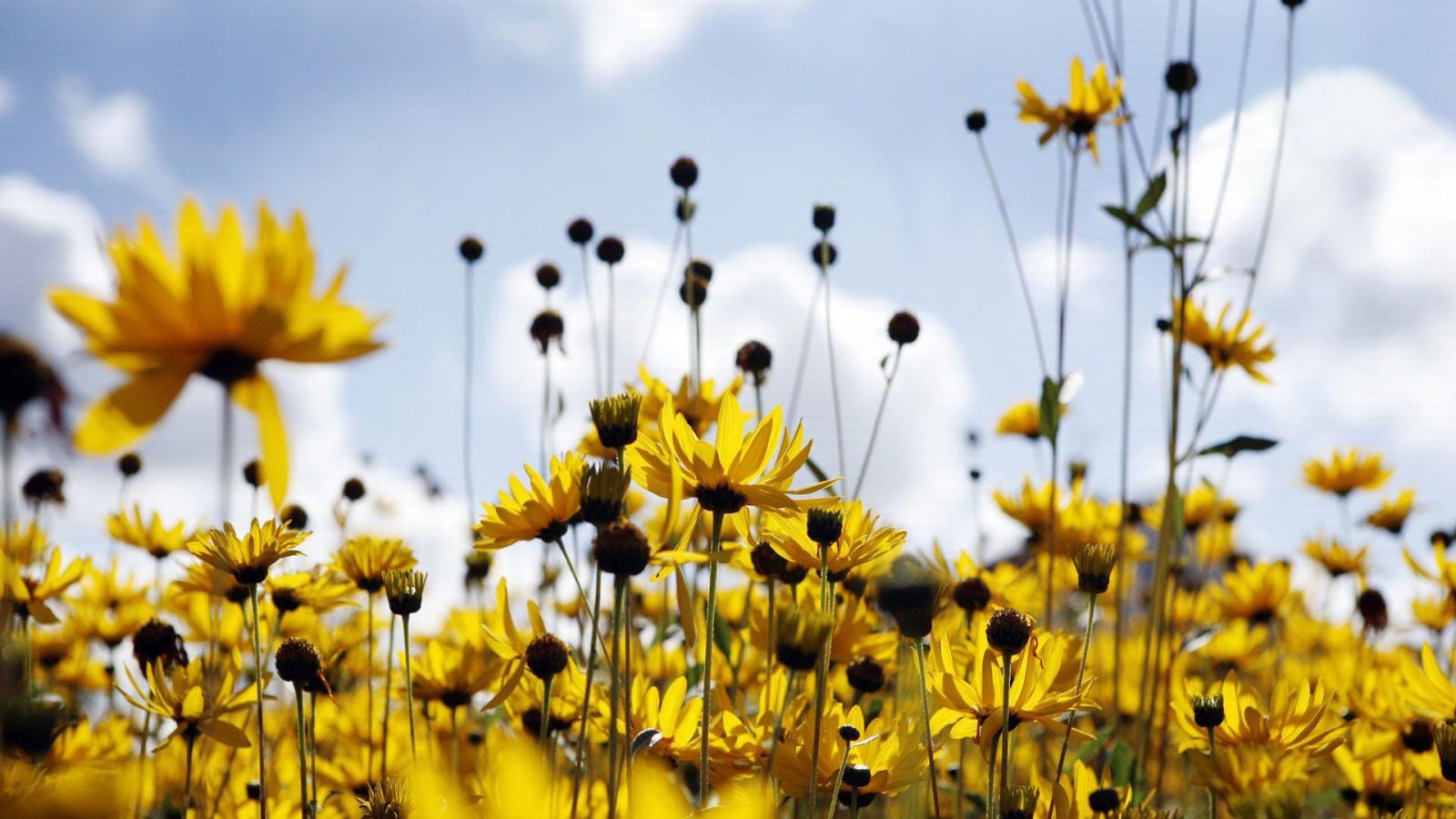 1920x1080 Beautiful-spring-desktop-wallpaper-background-hd-01