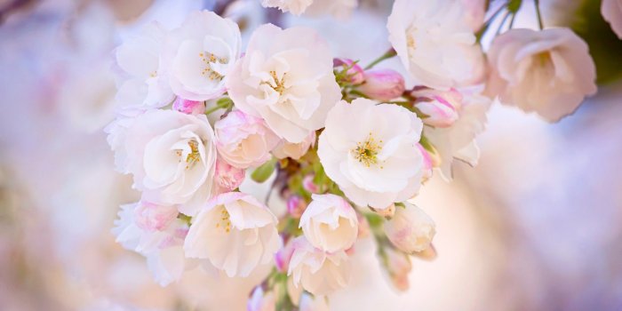 1920x1080 Wallpaper Beautiful Spring Desktop | Best HD Wallpapers