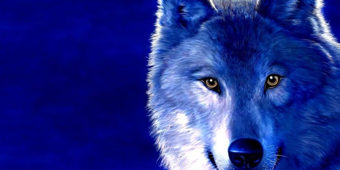 1280x1024 Beyond ice wolf - THE WOLVES OF FIRE AND ICE Role Play Wallpaper