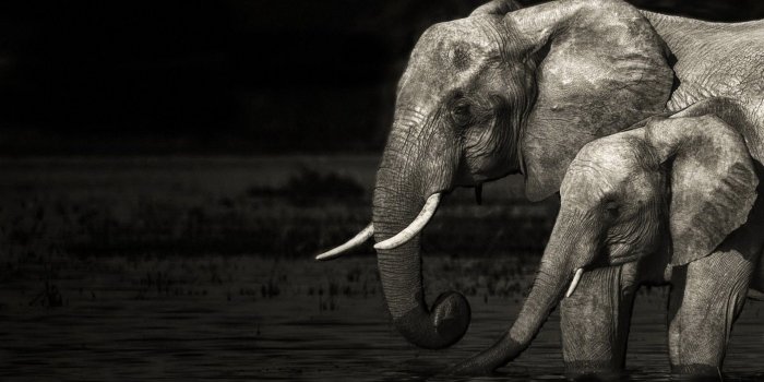 1920x1200 60+ Tribal Elephant Wallpapers on WallpaperPlay