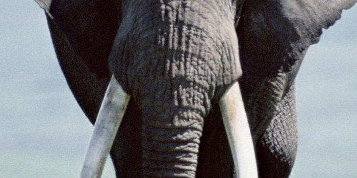 1080x1920 60+ Tribal Elephant Wallpapers on WallpaperPlay