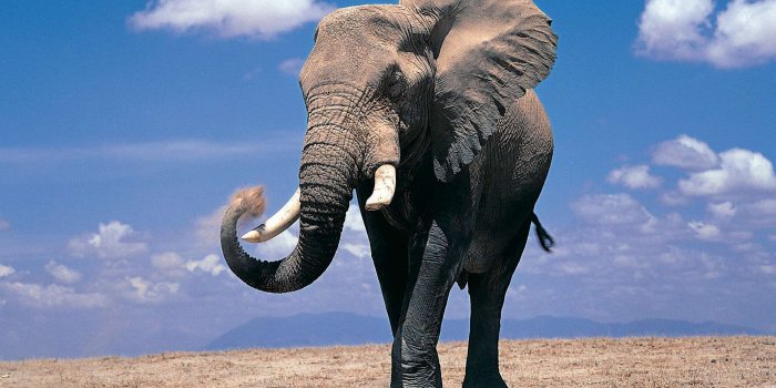 1920x1200 Elephant HD Wallpapers Backgrounds Wallpaper 1280×800 Elephant