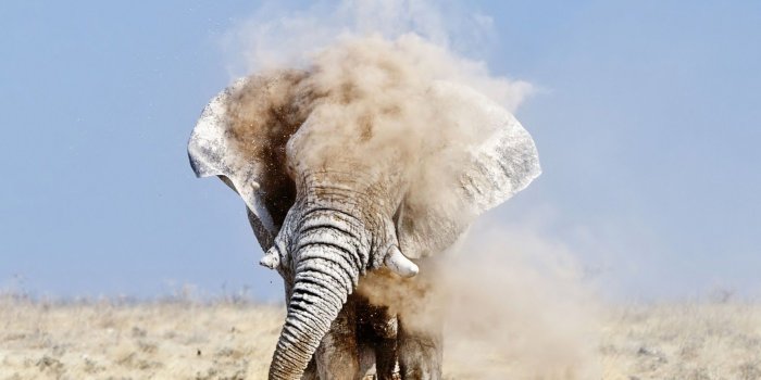 1920x1200 60+ Tribal Elephant Wallpapers on WallpaperPlay