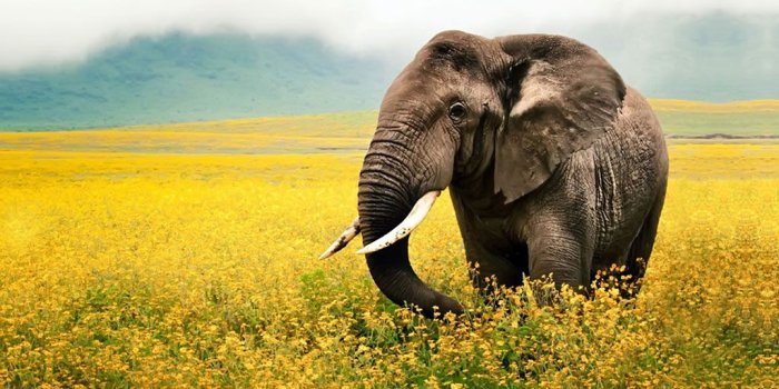 1024x768 74+] Elephant Wallpaper on WallpaperSafari