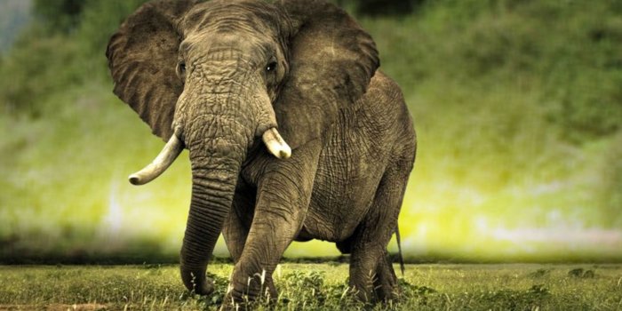 1600x1000 elephant backgrounds Gallery (63+ images)