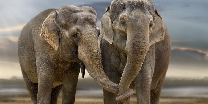 1600x900 Free download Tribal Elephant Background Animal elephant wallpaper