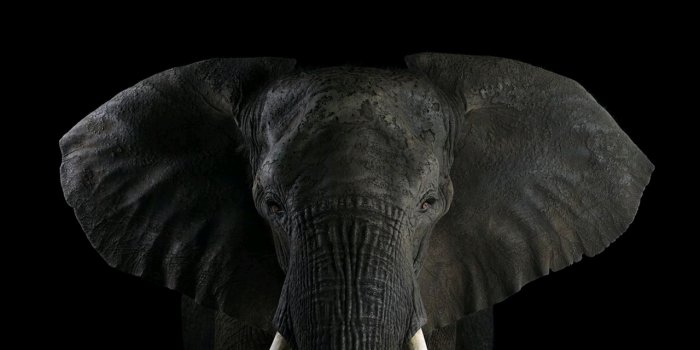 1280x720 Elephants-05 - Brad Wilson Photography (#247021) - HD Wallpaper Download