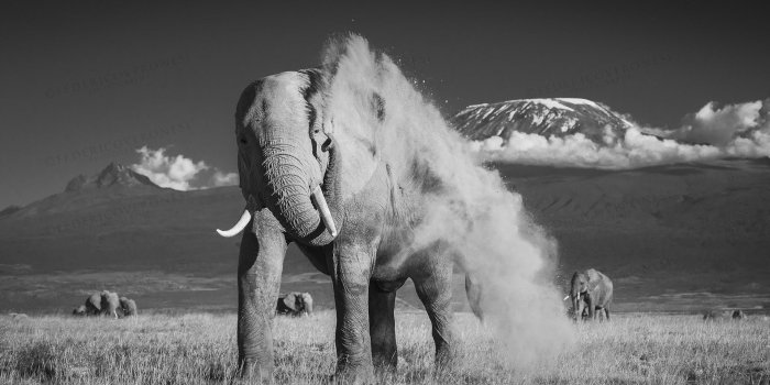 1920x1080 Elephant Black And White Wallpapers Hd Resolution For Desktop