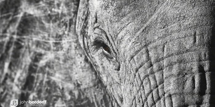 2400x1600 White Elephant Wallpapers