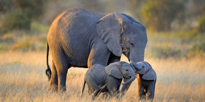 1920x1080 Download Elephant Desktop Wallpaper (39+) - Free Wallpaper For your