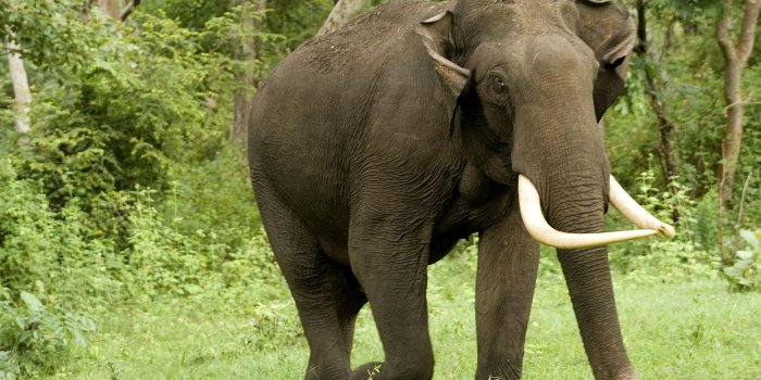 1920x1200 Desktop Elephant HD Wallpapers