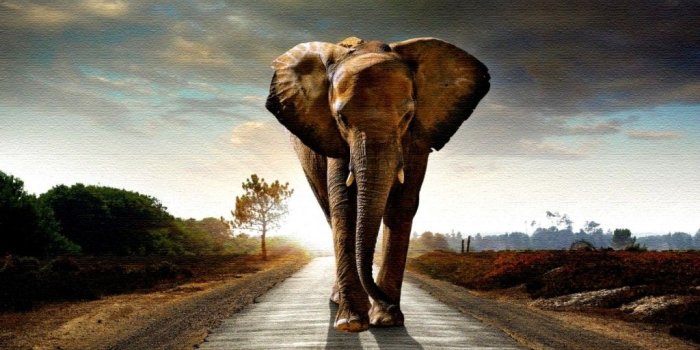 1024x768 Desktop Elephant HD Wallpapers PixelsTalk Elephant Art Wallpapers