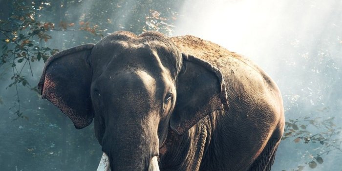 1080x1920 30+ Elephant iPhone Wallpapers - Download at WallpaperBro