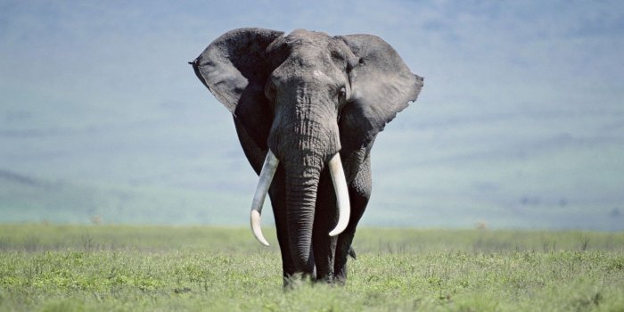 1920x1080 Elephant Wallpaper Desktop | TUSKS TRUNKS EARS | Elephant wallpaper