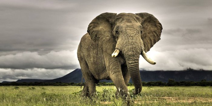 1680x1050 African Elephant wallpapers (20+) Collections