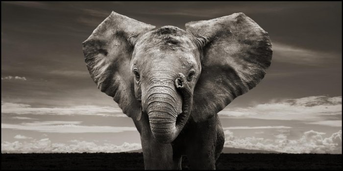 1920x960 Elephant backgrounds for desktop - SF Wallpaper