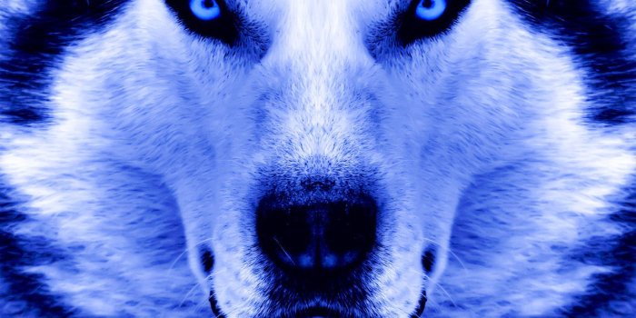 1280x725 50+] Ice Wolf Wallpaper on WallpaperSafari