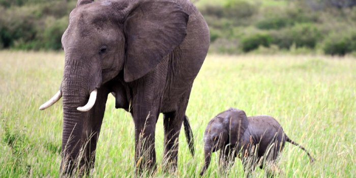 1600x1200 Elephant Wallpapers For IPhone Group (62+)