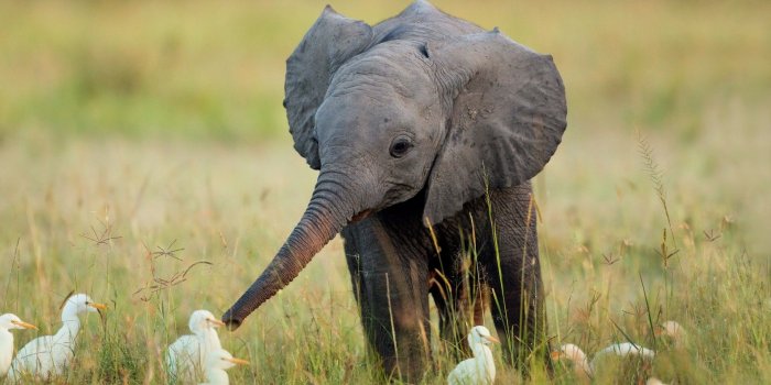 1920x1200 Elephant wallpaper Gallery