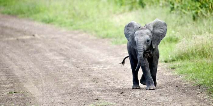 2880x1800 Tribal Elephant Iphone Wallpaper ✓ The Galleries of HD Wallpaper