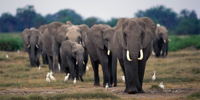 1440x900 Elephant Desktop Wallpapers 1440x900 (174.75 KB)