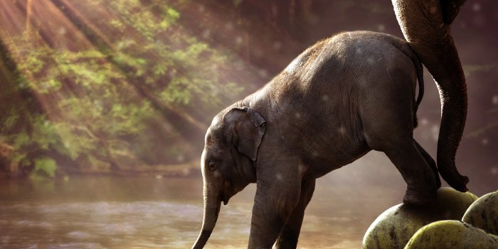 7022x4967 Baby Elephant Drinking Water - Baby Elephant Wallpaper Hd, Hd
