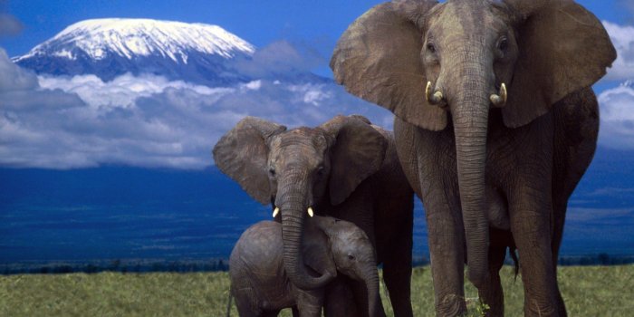 1920x1080 Download Elephant Wallpapers High Quality (39+) - Free Wallpaper For