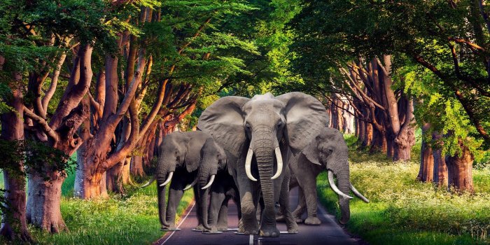 1920x1080 57+ Elephant Wallpapers HD - WallpapersTalk