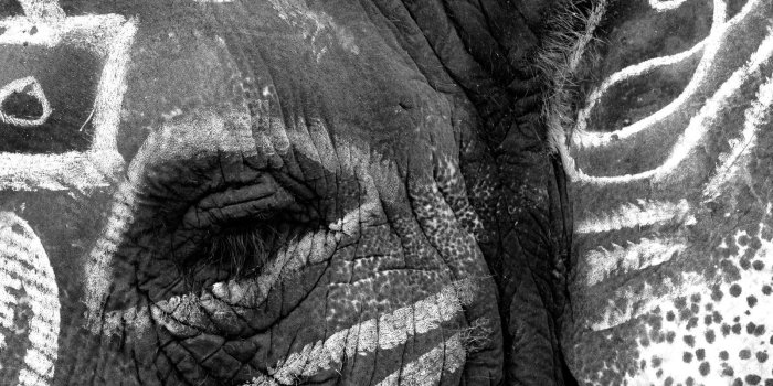 1600x1200 Desktop Elephant HD Wallpapers PixelsTalk Elephant Art Wallpapers