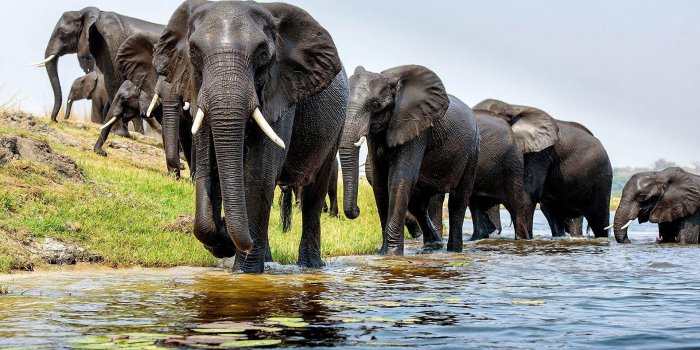 1920x1200 Elephant Wallpapers High Quality (39+), Find HD Wallpapers For Free